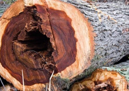 60 years after Dutch elm disease devastated America’s 100 million iconic trees, now scientists have infected 6,000 young elms in a radical bid to bring them back