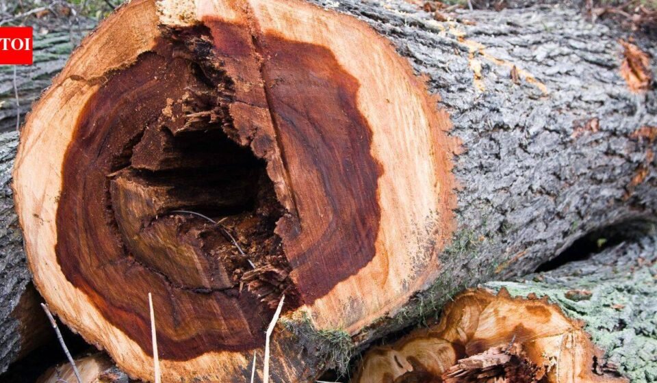 60 years after Dutch elm disease devastated America’s 100 million iconic trees, now scientists have infected 6,000 young elms in a radical bid to bring them back