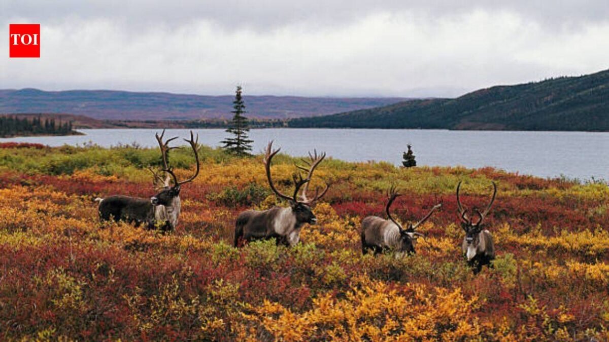 2,800+ wolves killed, nearly $10 million spent and 15 caribou herds still at risk: Why scientists say British Columbia is targeting the wrong problem
