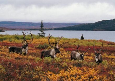 2,800+ wolves killed, nearly $10 million spent and 15 caribou herds still at risk: Why scientists say British Columbia is targeting the wrong problem