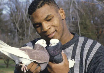 Mike Tyson started keeping pigeons as a bullied Brooklyn boy, finding love and comfort in them; decades later, he still has hundreds of birds across the US