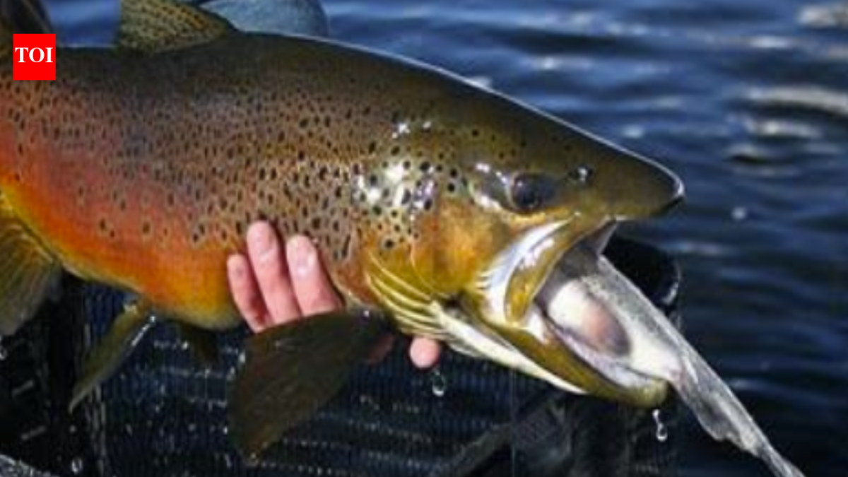 In 2003, crews began removing non-native fish from the Grand Canyon; by 2006 rainbow trout’s share of the catch had fallen from about 90% to under 10%