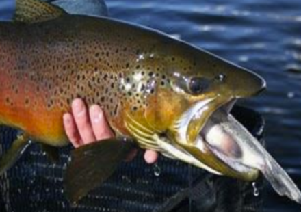 In 2003, crews began removing non-native fish from the Grand Canyon; by 2006 rainbow trout’s share of the catch had fallen from about 90% to under 10%