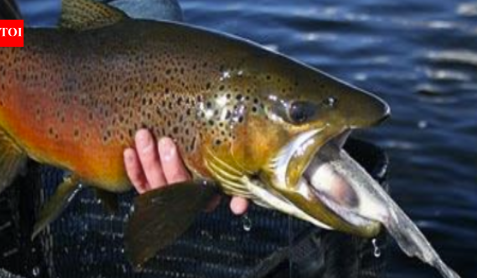 In 2003, crews began removing non-native fish from the Grand Canyon; by 2006 rainbow trout’s share of the catch had fallen from about 90% to under 10%