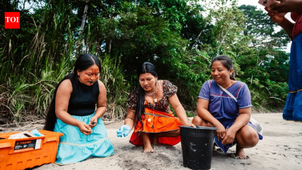 Meet the 'Turtle Women' of Amazon: 7 Indigenous women are bringing vulnerable river turtles back from the brink after releasing 208 baby turtles into the wild
