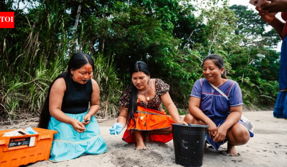Meet the 'Turtle Women' of Amazon: 7 Indigenous women are bringing vulnerable river turtles back from the brink after releasing 208 baby turtles into the wild