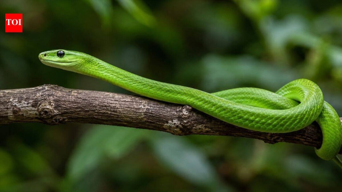 Scientists rediscover a ‘ghost’ green mamba hidden in a Polish museum for decades after its 1885 discovery