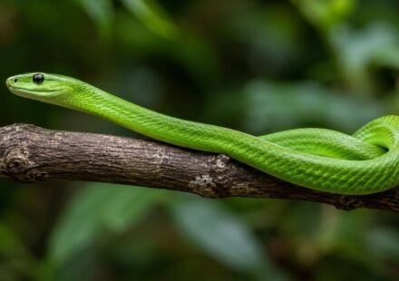 Scientists rediscover a ‘ghost’ green mamba hidden in a Polish museum for decades after its 1885 discovery