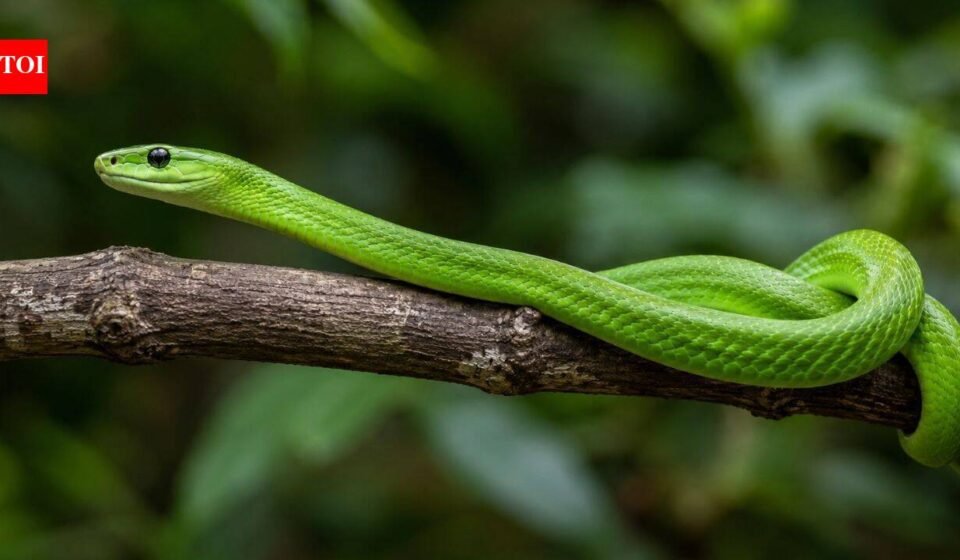 Scientists rediscover a ‘ghost’ green mamba hidden in a Polish museum for decades after its 1885 discovery