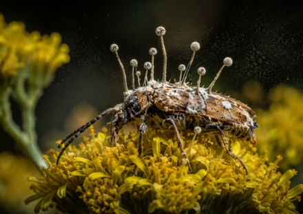 A fungus turns beetles into zombies and makes them die on flowers; scientists say the timing helps infect the next generation