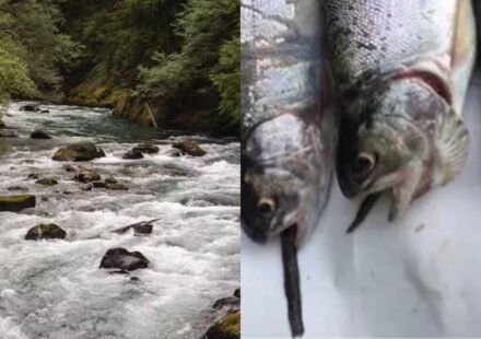 From 1915 to 1972, Mount Rainier stocked more than 9 million fish into naturally fishless waters; today 35 mountain lakes still hold breeding non-native populations that displace amphibians and alter ecosystems