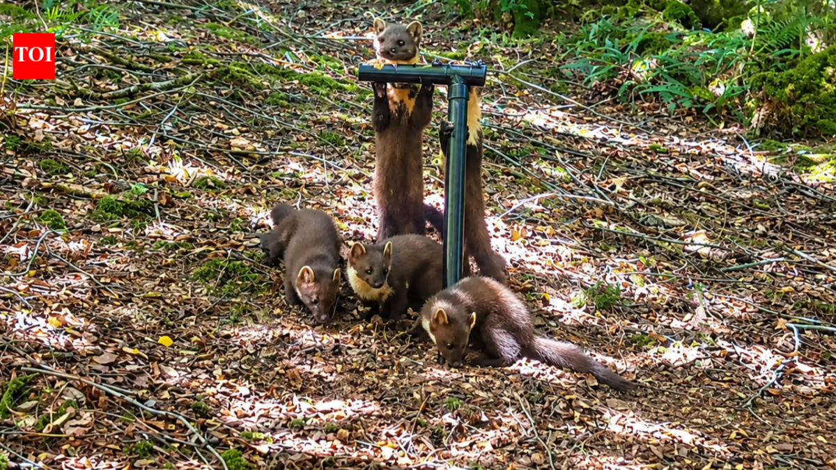 Pine martens vanished from England for a century; locals built den boxes and set up cameras to track their return, now four kits have been spotted