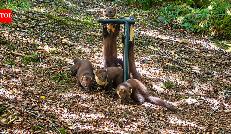 Pine martens vanished from England for a century; locals built den boxes and set up cameras to track their return, now four kits have been spotted