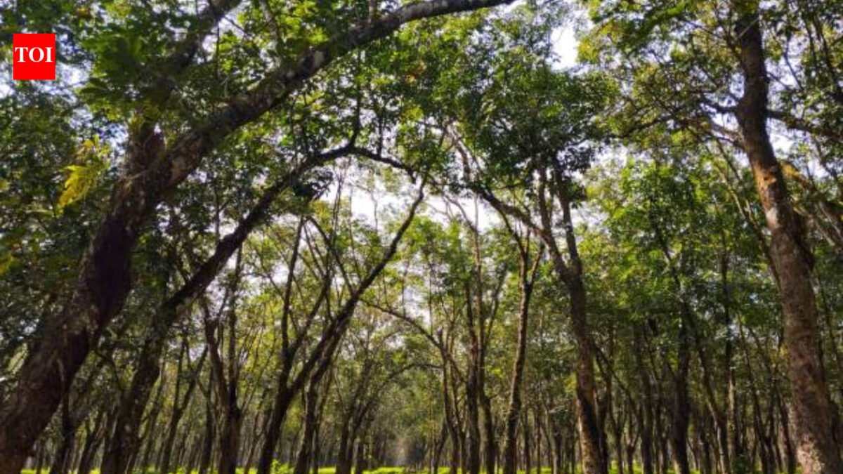 Trees have their own version of muscles: Scientists discover how they sense a tilt and straighten themselves, a lesson in how nature finds its balance