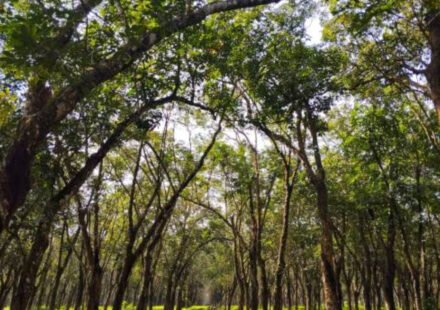 Trees have their own version of muscles: Scientists discover how they sense a tilt and straighten themselves, a lesson in how nature finds its balance
