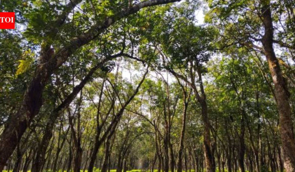 Trees have their own version of muscles: Scientists discover how they sense a tilt and straighten themselves, a lesson in how nature finds its balance