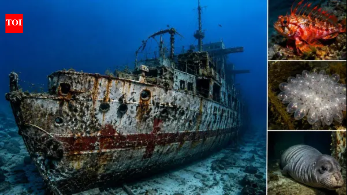 In 2002, South Australia sank ex-HMAS Hobart in under 3 minutes; 18 years later, a marine survey recorded more than 50 fish species around the destroyer