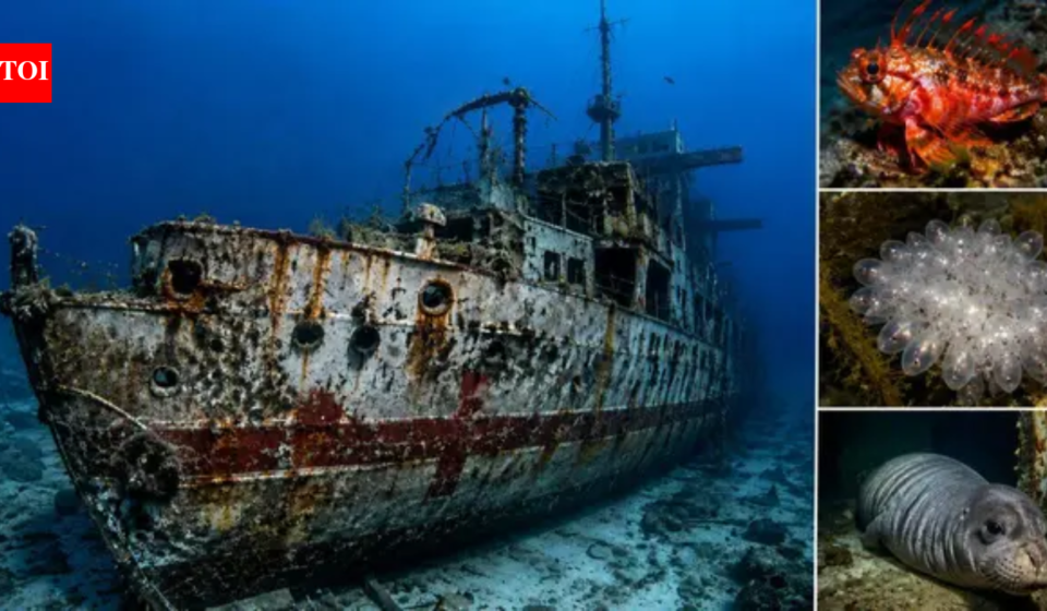 In 2002, South Australia sank ex-HMAS Hobart in under 3 minutes; 18 years later, a marine survey recorded more than 50 fish species around the destroyer