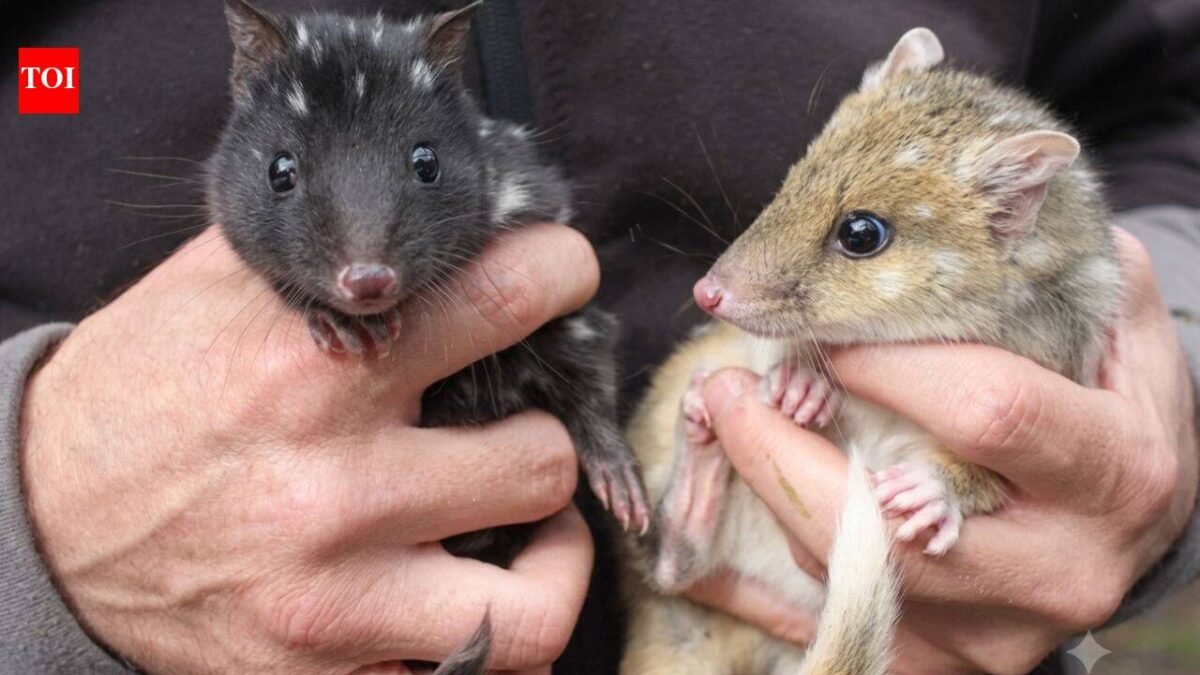 Australia’s endangered eastern quolls have welcomed new joeys; after vanishing from the mainland for 60 years, the species is now breeding again in a rare conservation comeback