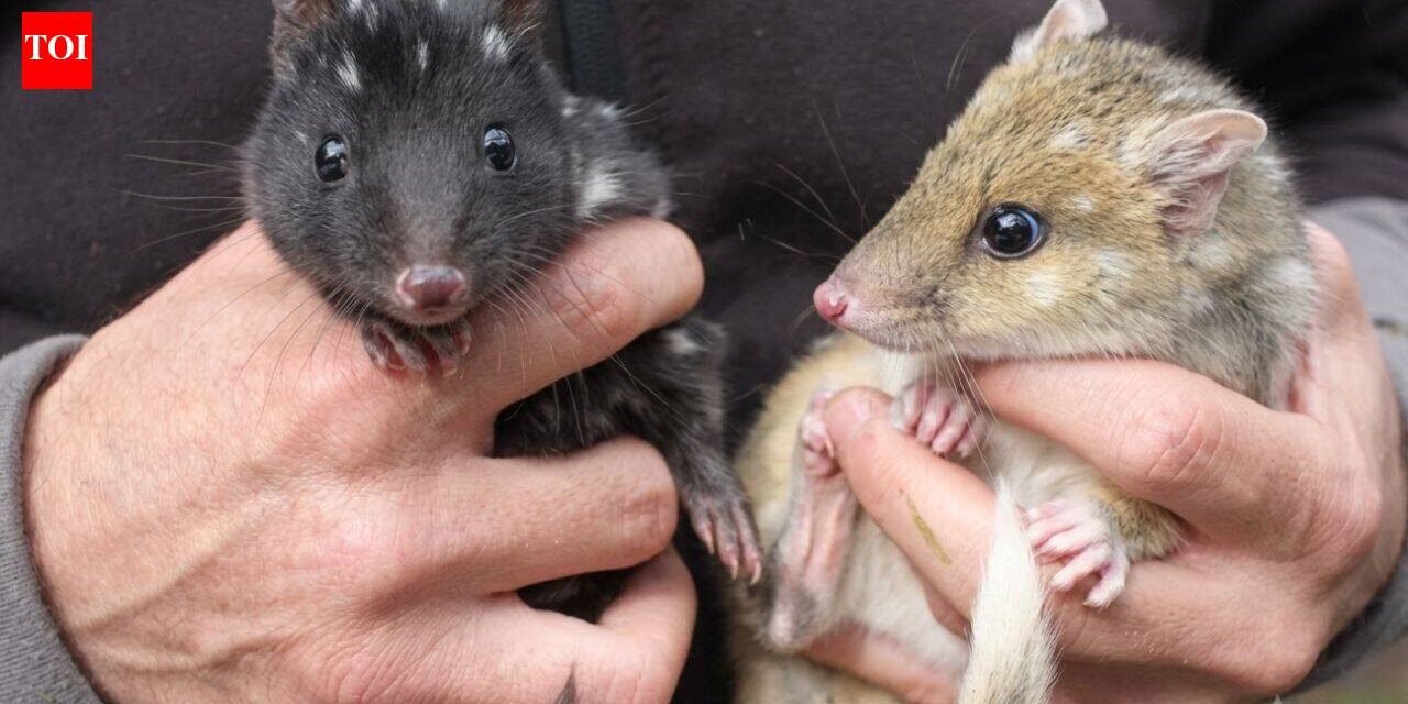 Australia’s endangered eastern quolls have welcomed new joeys; after vanishing from the mainland for 60 years, the species is now breeding again in a rare conservation comeback