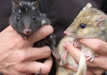 Australia’s endangered eastern quolls have welcomed new joeys; after vanishing from the mainland for 60 years, the species is now breeding again in a rare conservation comeback