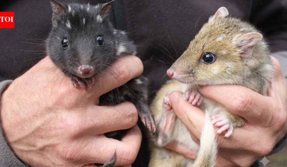 Australia’s endangered eastern quolls have welcomed new joeys; after vanishing from the mainland for 60 years, the species is now breeding again in a rare conservation comeback