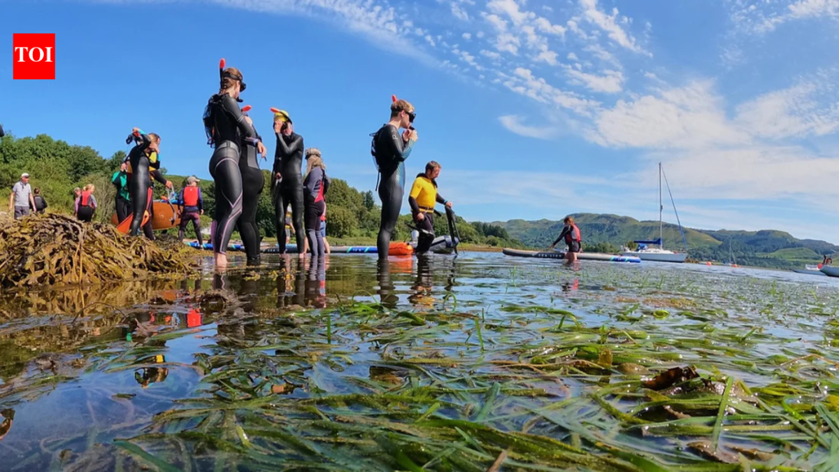 Britain's seagrass meadows were disappearing; a Scottish community transplanted mature shoots instead of seeds and achieved 97% survival
