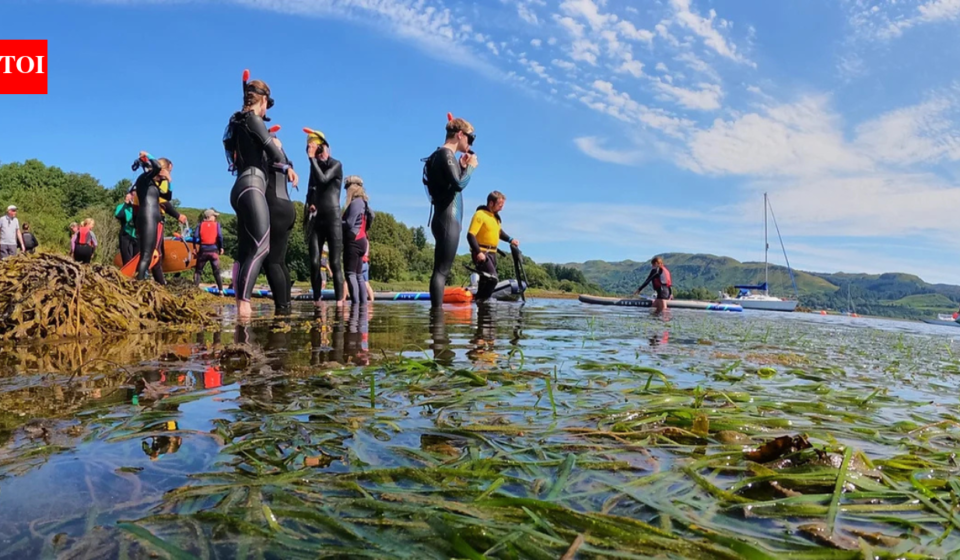 Britain's seagrass meadows were disappearing; a Scottish community transplanted mature shoots instead of seeds and achieved 97% survival