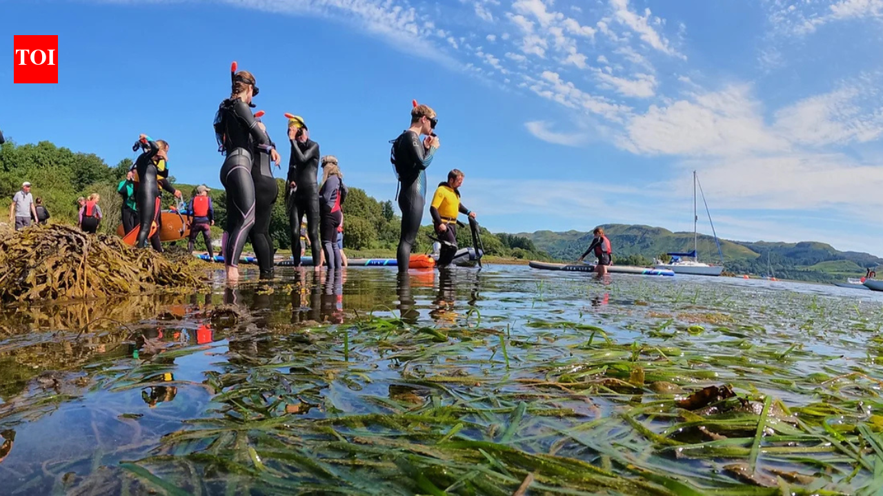 Britain's seagrass meadows were disappearing; a Scottish community transplanted mature shoots instead of seeds and achieved 97% survival