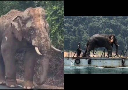 Lone Malaysian elephant, who went viral for walking 100 km with an injured leg amid traffic to return to his herd, finds new home