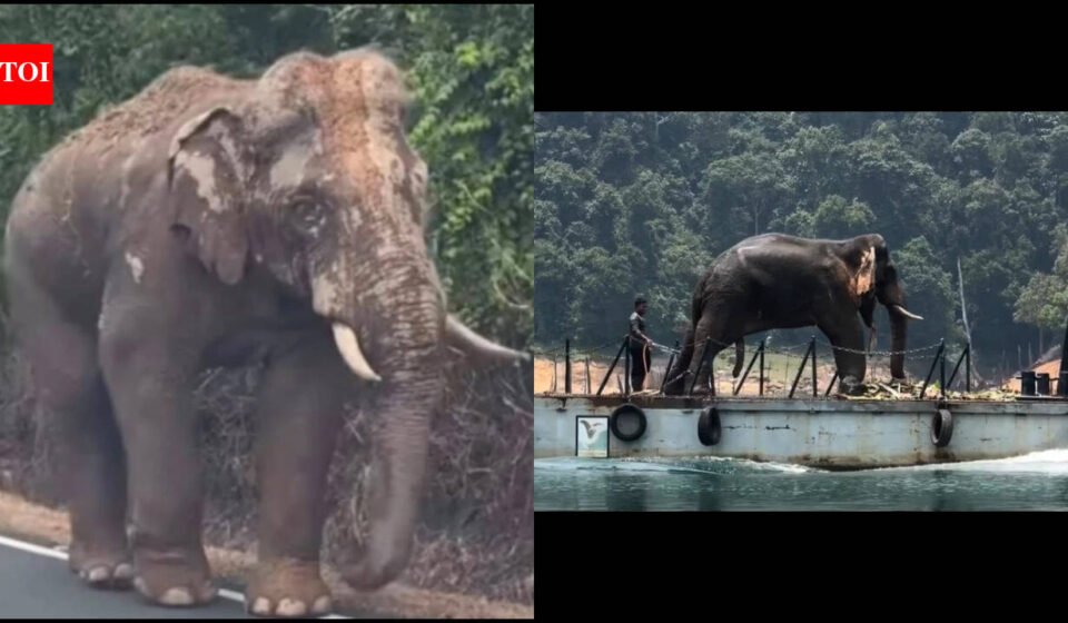 Lone Malaysian elephant, who went viral for walking 100 km with an injured leg amid traffic to return to his herd, finds new home