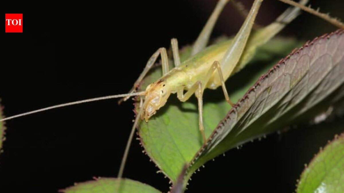 Scientists used fossil wings, lasers and AI to recreate the calls of insects from 165 million years ago; some Jurassic species were already communicating above human hearing