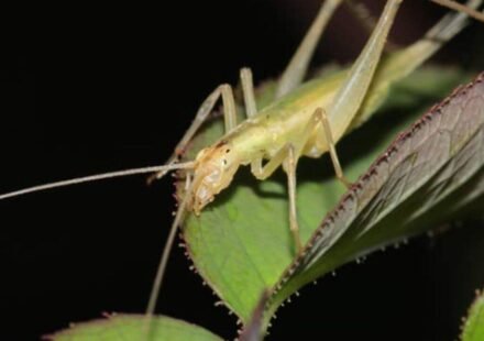 Scientists used fossil wings, lasers and AI to recreate the calls of insects from 165 million years ago; some Jurassic species were already communicating above human hearing