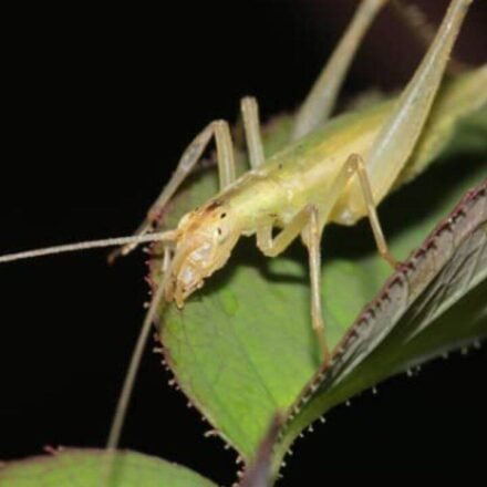 Scientists used fossil wings, lasers and AI to recreate the calls of insects from 165 million years ago; some Jurassic species were already communicating above human hearing