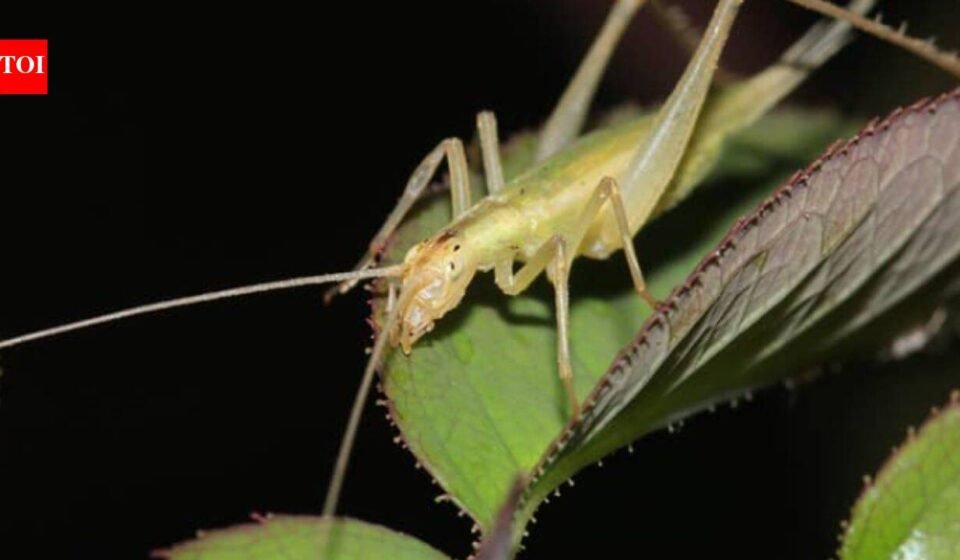 Scientists used fossil wings, lasers and AI to recreate the calls of insects from 165 million years ago; some Jurassic species were already communicating above human hearing
