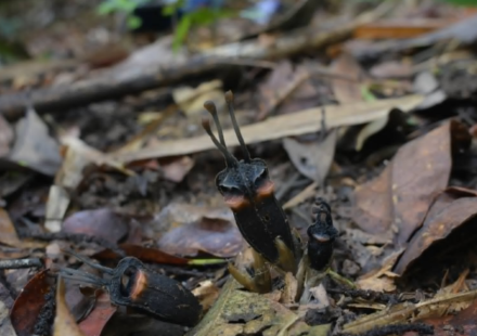 A ‘devil flower’ with no leaves, no branches, no green part has been discovered in a Thai forest, scientists say its bizarre appearance is hiding an even stranger secret