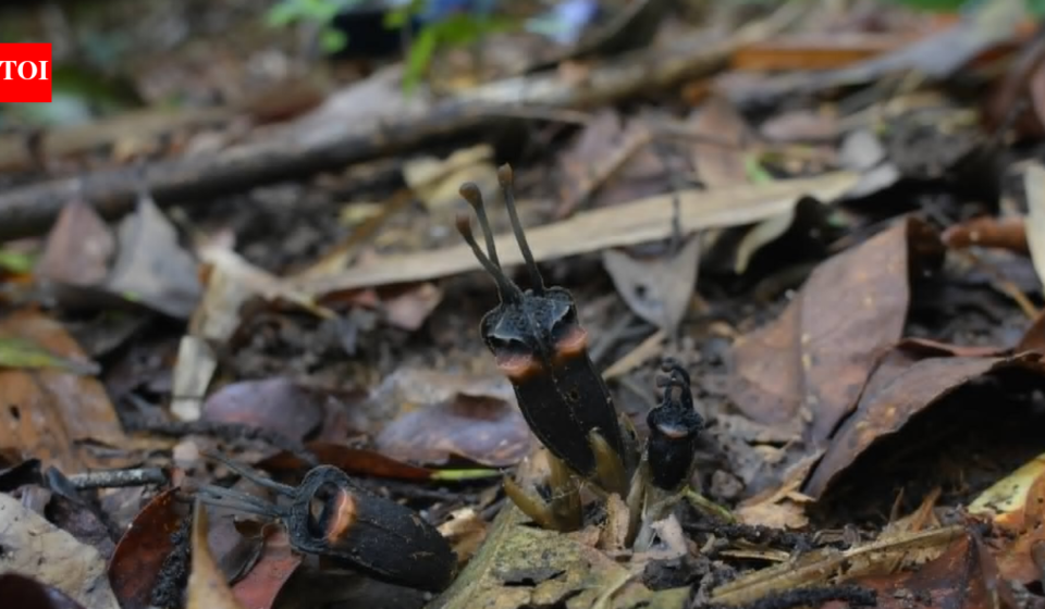 A ‘devil flower’ with no leaves, no branches, no green part has been discovered in a Thai forest, scientists say its bizarre appearance is hiding an even stranger secret