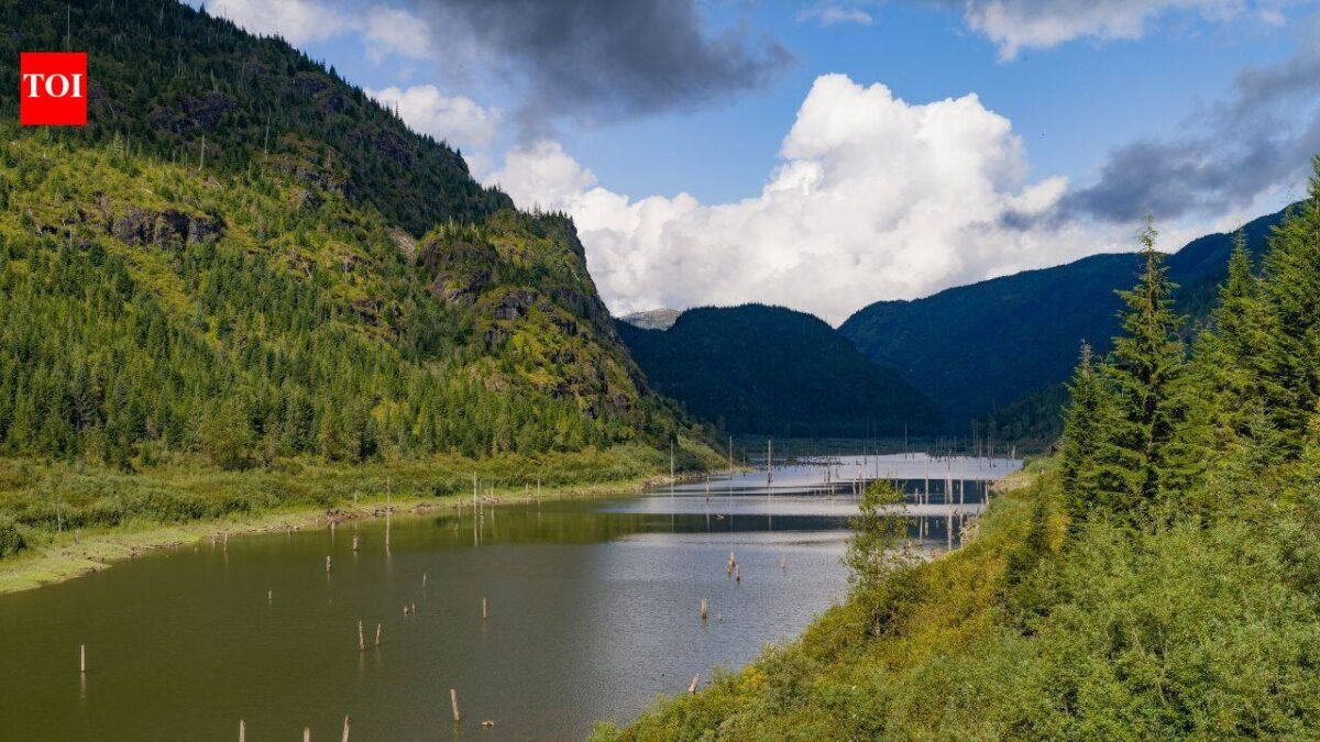 A huge forested island appeared in a British Columbia reservoir, vanished, then resurfaced 30 km away 15 days later with trees, birds and other animals still aboard
