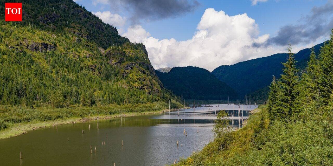 A huge forested island appeared in a British Columbia reservoir, vanished, then resurfaced 30 km away 15 days later with trees, birds and other animals still aboard