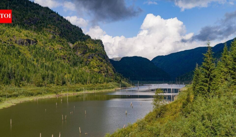 A huge forested island appeared in a British Columbia reservoir, vanished, then resurfaced 30 km away 15 days later with trees, birds and other animals still aboard
