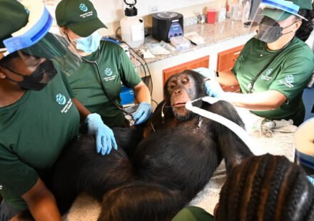 'Second chance': Chimps used in hepatitis B experiments get comprehensive health checks in Liberia