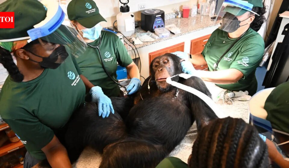 'Second chance': Chimps used in hepatitis B experiments get comprehensive health checks in Liberia