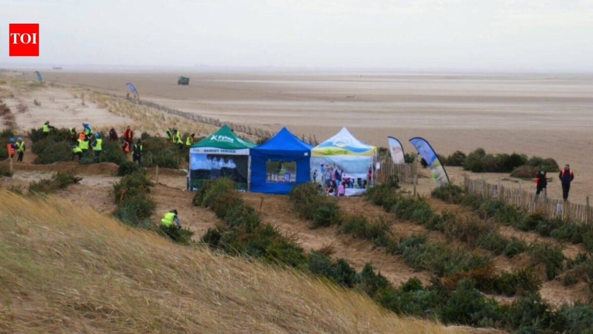 In 2013, a UK beach began planting discarded Christmas trees to trap blowing sand; by 2026, the project had created 90 metres of new dunes that help defend homes from flooding