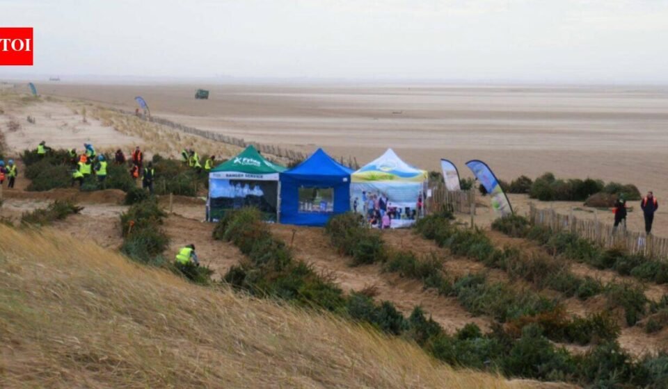 In 2013, a UK beach began planting discarded Christmas trees to trap blowing sand; by 2026, the project had created 90 metres of new dunes that help defend homes from flooding