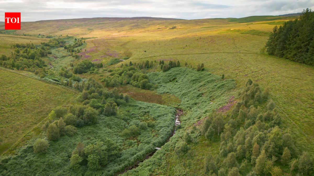 A company bought 7,500 acres of England for £8.5 million to create ‘Britain’s Yellowstone’; after investors are repaid, it plans to give the land to a community or charity