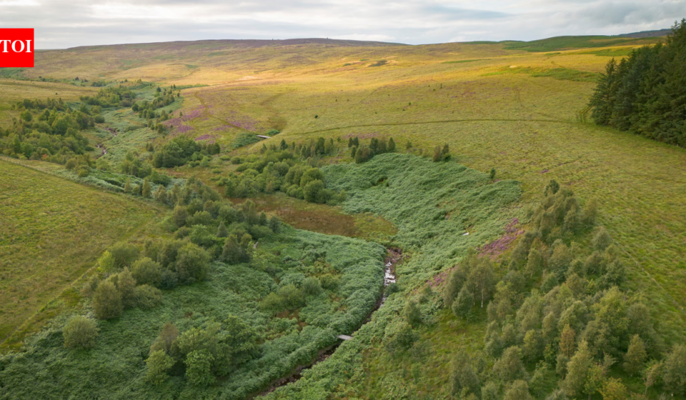 A company bought 7,500 acres of England for £8.5 million to create ‘Britain’s Yellowstone’; after investors are repaid, it plans to give the land to a community or charity