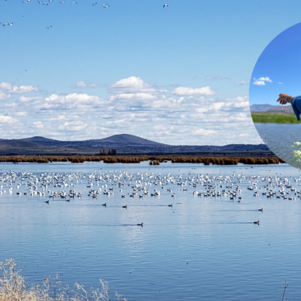 A farmer turned 70 acres of his Oregon barley farm into a wetland; now it hosts 140 bird species and endangered fish