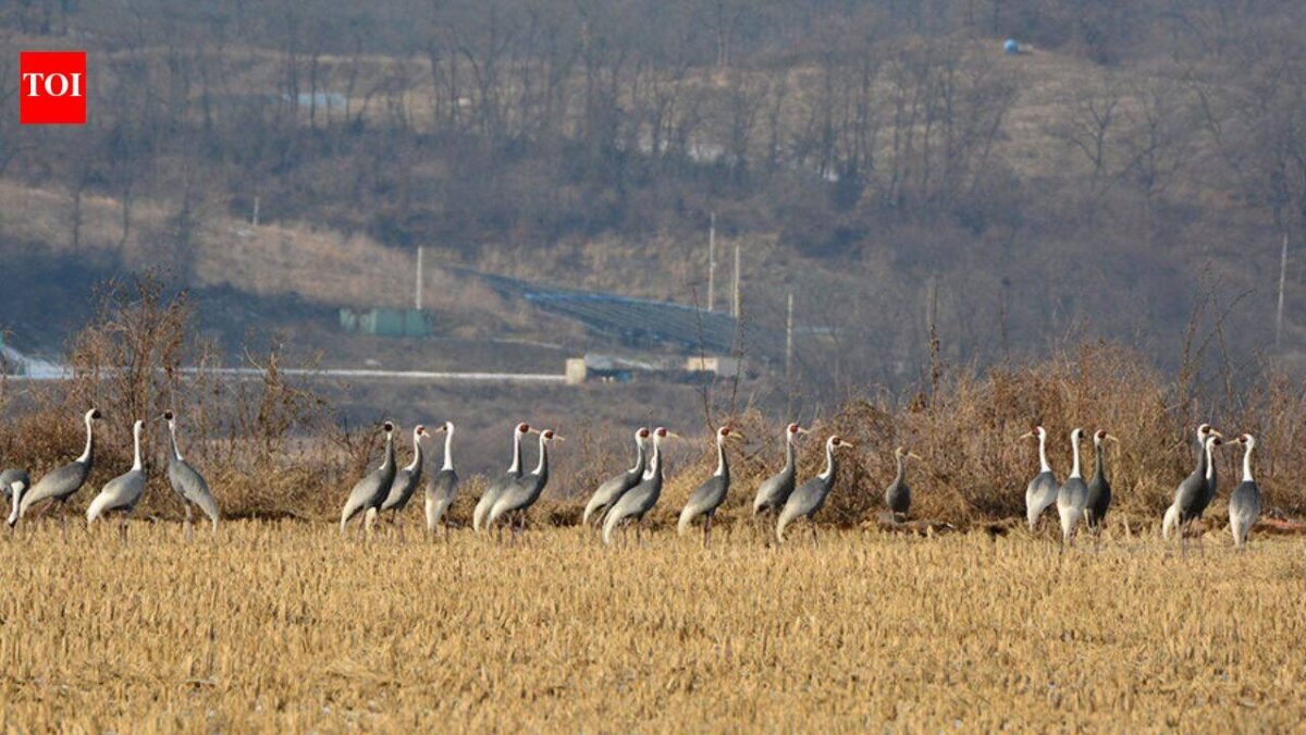 In 1953, North and South Korea established a demilitarised zone; decades later human isolation led to the formation of a 155-mile-long wildlife haven