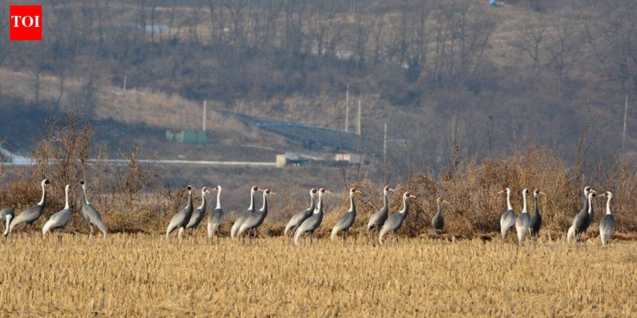 In 1953, North and South Korea established a demilitarised zone; decades later human isolation led to the formation of a 155-mile-long wildlife haven