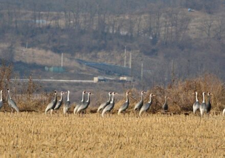 In 1953, North and South Korea established a demilitarised zone; decades later human isolation led to the formation of a 155-mile-long wildlife haven